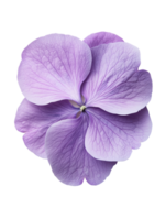 beautiful purple flower with delicate petals and intricate textures png