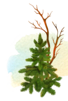 Vertical composition of hand painted small spruce tree and leafless bush on isolated watercolor stroke background. Winter or fall nature simple scenery for card or cover design, textile decorating png