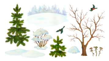 Set of watercolor cartoon nature elements. Winter landscape constructor. Isolated leafless tree, bush, fir, snowdrift, bullfinch, coniferous forest silhouette for season background or scene creating png