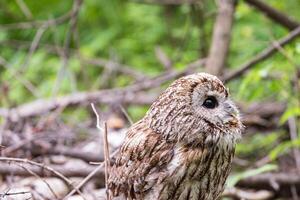 A barred owl is perched on a branch in the woods photo