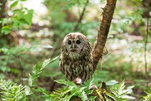 A small owl is sitting on a tree stump photo