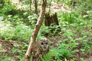 A small owl sitting on a branch in the woods photo