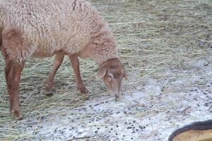 A sheep eating grass in a field photo