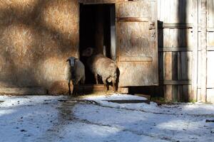 Two sheep standing in a doorway photo