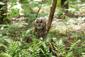 A small owl sitting on a branch in the woods photo