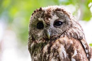 An owl is sitting on a branch with its eyes open photo