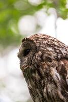 A close up of an owl with a blurry background photo