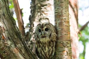 A small owl sitting on a tree branch photo