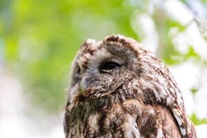 A close up of an owl with its eyes closed photo