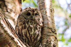 A small owl is perched on a tree branch photo