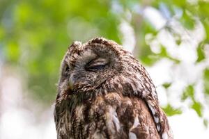 An owl is sitting on a branch with its eyes closed photo