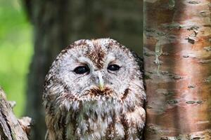 A close up of an owl looking at the camera photo