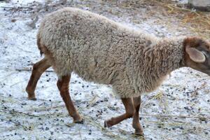 A sheep standing in the snow photo