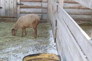 A sheep eating hay in a pen with a bucket photo