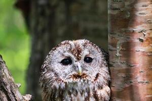 A small owl is sitting on a tree trunk photo