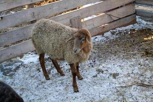 A sheep standing in the snow next to a fence photo