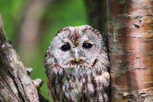 An owl is peeking out from behind a tree photo