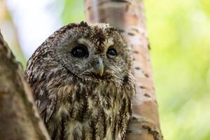 A small owl is perched on a tree branch photo