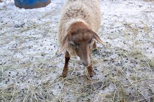 A sheep is standing in a field of hay photo