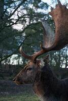 deer with big horns shot in profile in a coniferous forest photo