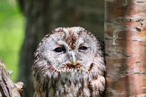 A close up of an owl photo