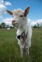 Little goat looking at the camera photo