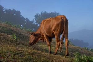 a cow grazes on the slopes of Madeira in the fog photo