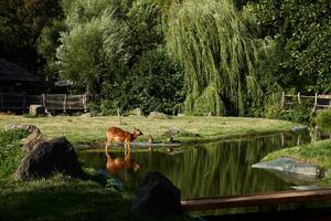 Beautiful landscape with deer and other animals in zoo photo