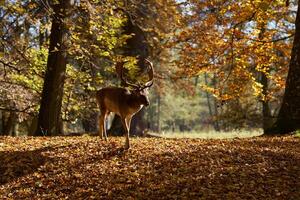 A deer with big horns walks alone in the autumn forest photo