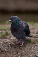 a pigeon that came close to the camera photo
