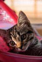 a small cat looks into the camera photo