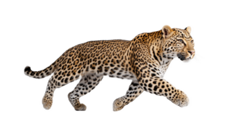 Leopard in motion with realistic details on transparent background png