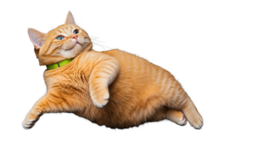 Orange cat floating with playful expression on transparent background png