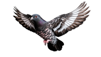Majestic pigeon in flight with transparent background showcasing vibrant feathers png