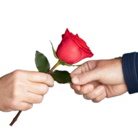Hands exchanging a rose with transparent background showcasing love and connection png