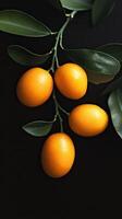 kumquat isolated on black background photo