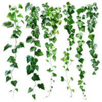 Set of green leaves transparent background png