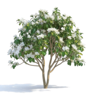 Trees with white flowers transparent background png