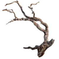 dried branch of a tree transparent background png