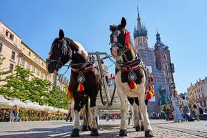 Two decorated horses standing in Krakow's main market square with st. Mary's basilica in the background on sunny day. Carriage for tourists in Krakow, Poland photo