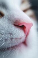 Cat muzzle with pink nose and whiskers photo