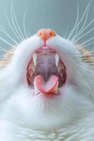 Close-up of yawning cat open mouth with tongue and fangs photo