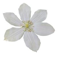 a flower of white clematis isolated from the background photo