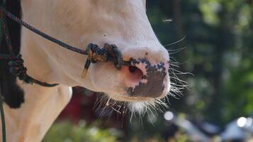 A close up of a cow's nose with a rope photo