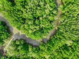 Green mangrove forest. Carbon sequestration and storage. Blue carbon ecosystem. Mitigation of climate change impacts. Mangrove tree capture CO2. Carbon offset. Carbon credits and trading programs. photo