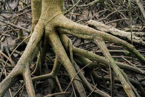 Mangrove roots in tropical coastal forest. Wetland ecosystem. Natural carbon sequestration and erosion prevention. Tidal swamp environment supporting biodiversity and climate change mitigation. photo
