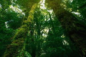 Bottom-up view of tree with moss and ferns growing along its trunk, sunlight filtering through lush green canopy. Serenity, and rich biodiversity of forest. Healthy ecosystem under green canopy. photo