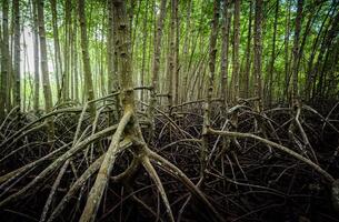 Network of tangled mangrove roots in green swamp forest. Wetland ecosystem purifying water and sustaining diverse wildlife. Natural carbon sink in coastal regions combating climate change effects. photo