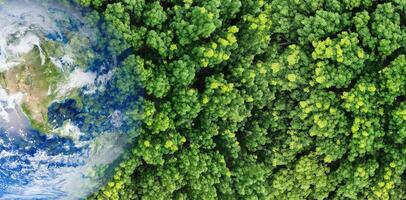 Green forest tree merged earth globe. Global ecosystem conservation and environmental protection during climate crisis. Worldwide biodiversity. Sustainable environment. Earth image provided by Nasa. photo