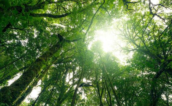 Looking up view of tree trunk to green leaves of tree in forest with sun light. Fresh environment in green woods. Forest tree on sunny day. Natural carbon capture. Sustainable conservation and ecology photo
